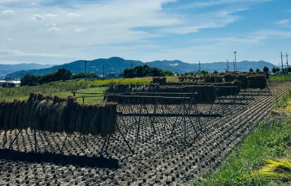 朝日米　通販　無農薬　自然栽培